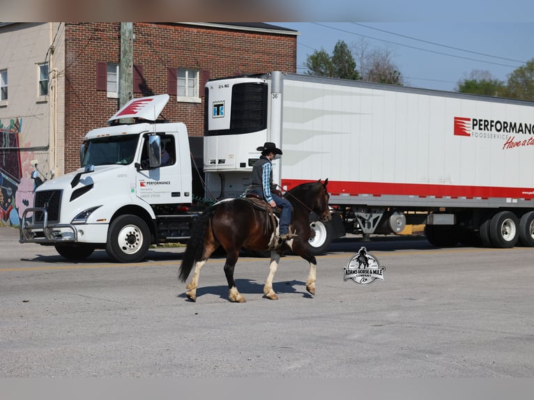 American Quarter Horse Gelding 5 years 15 hh Tobiano-all-colors in Mount Vernon