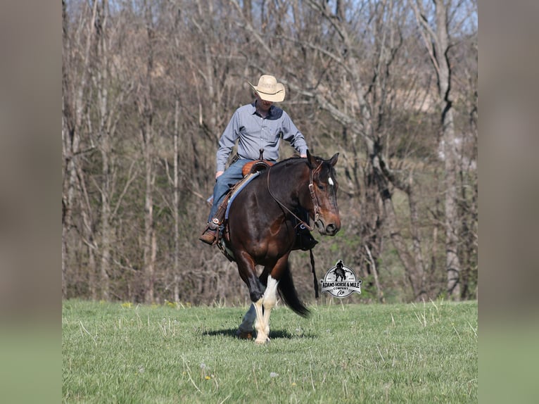 American Quarter Horse Gelding 5 years 15 hh Tobiano-all-colors in Mount Vernon