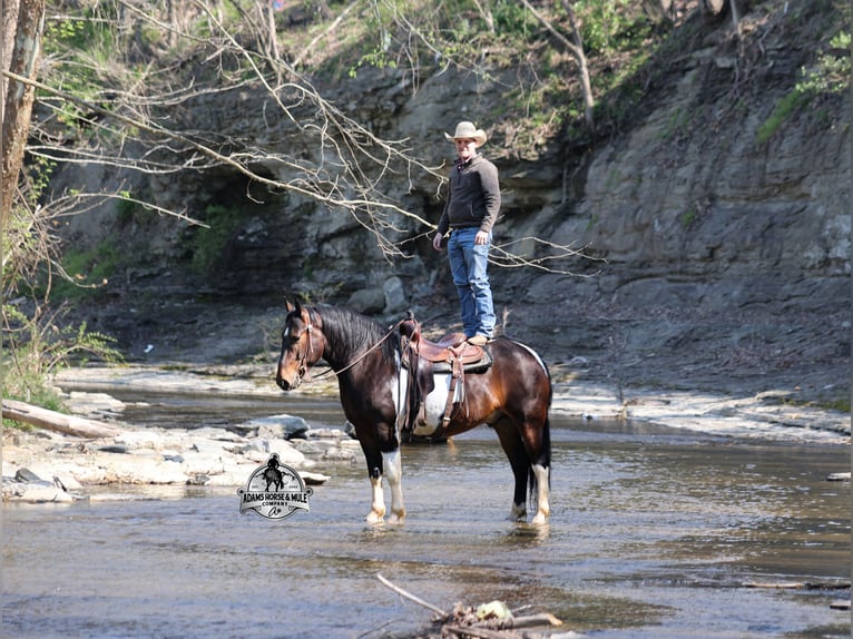 American Quarter Horse Gelding 5 years 15 hh Tobiano-all-colors in Mount Vernon
