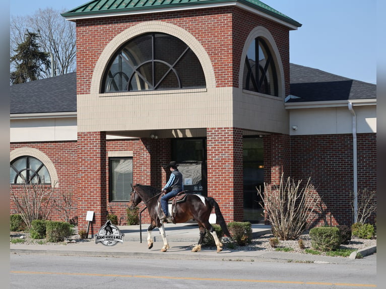 American Quarter Horse Gelding 5 years 15 hh Tobiano-all-colors in Mount Vernon