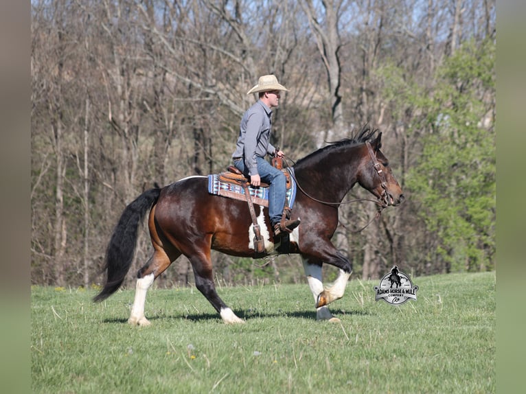 American Quarter Horse Gelding 5 years 15 hh Tobiano-all-colors in Mount Vernon