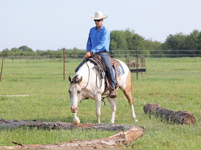 American Quarter Horse Gelding 5 years 15 hh Tobiano-all-colors in Adair Ok