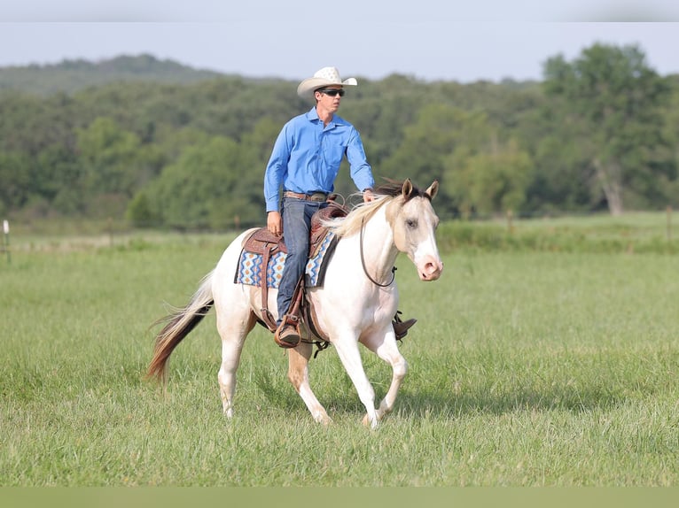 American Quarter Horse Gelding 5 years 15 hh Tobiano-all-colors in Adair Ok
