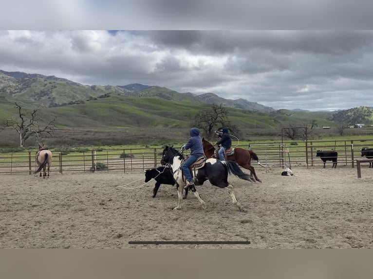 American Quarter Horse Gelding 5 years 15 hh Tobiano-all-colors in Paicines CA