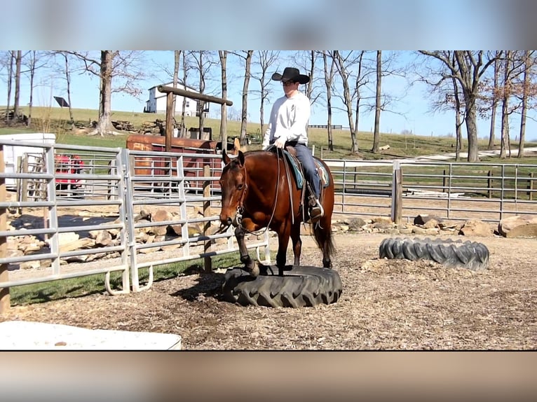 American Quarter Horse Gelding 5 years 15,1 hh Bay in Baltic