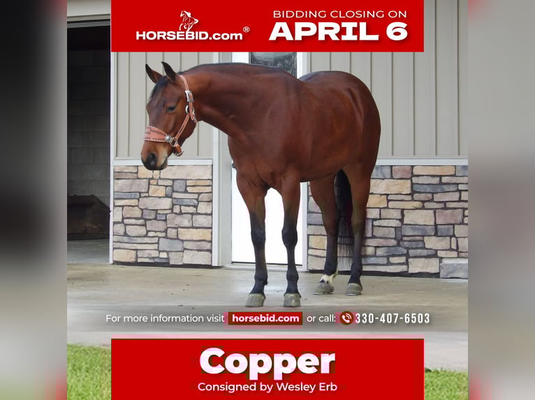 American Quarter Horse Gelding 5 years 15,1 hh Bay in Baltic