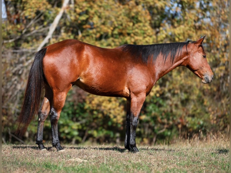 American Quarter Horse Gelding 5 years 15,1 hh Bay in Santa Fe