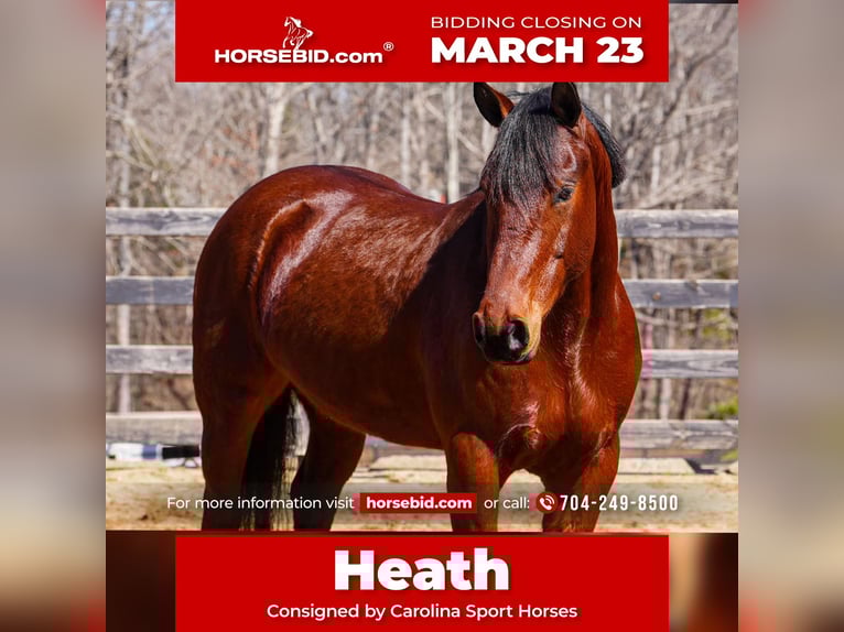 American Quarter Horse Mix Gelding 5 years 15,1 hh Bay in Clover