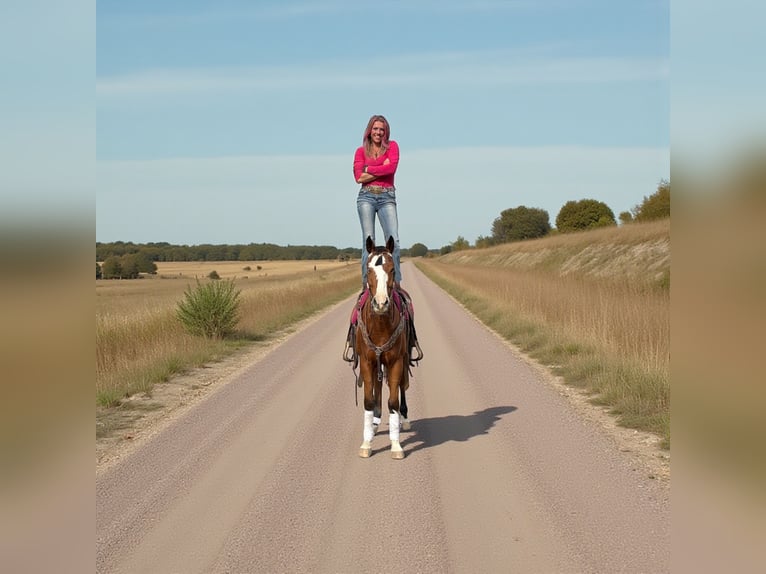 American Quarter Horse Gelding 5 years 15,1 hh Bay in Fort Collins