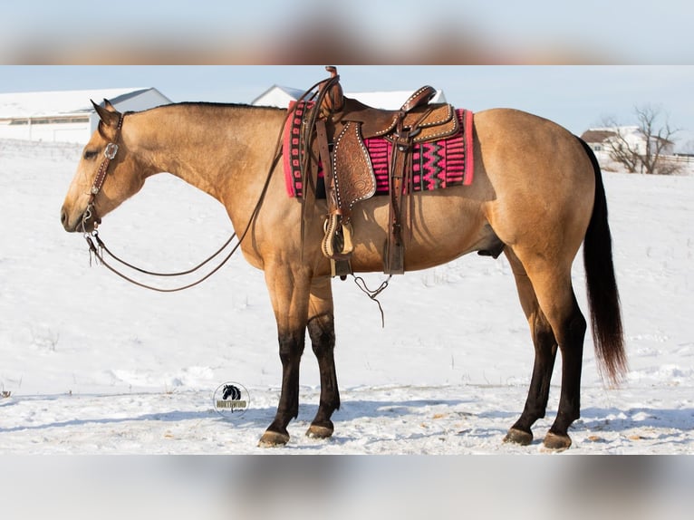 American Quarter Horse Gelding 5 years 15,1 hh Buckskin in Fredericksburg