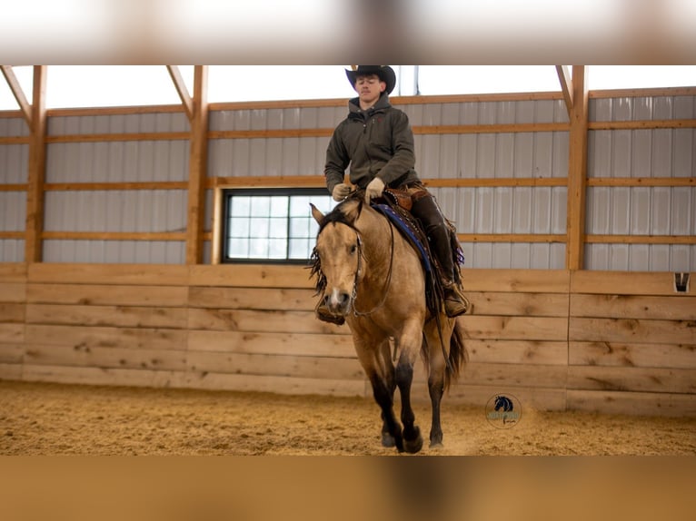 American Quarter Horse Gelding 5 years 15,1 hh Buckskin in Fredericksburg