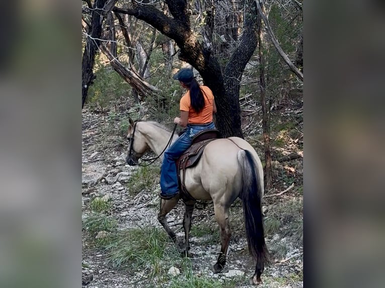 American Quarter Horse Gelding 5 years 15,1 hh Buckskin in Weatherford, TX