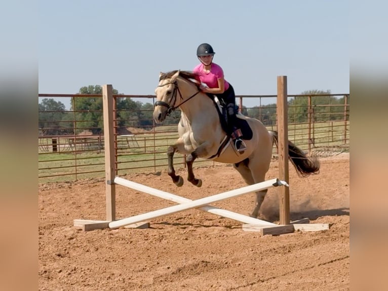 American Quarter Horse Gelding 5 years 15,1 hh Buckskin in Weatherford, TX