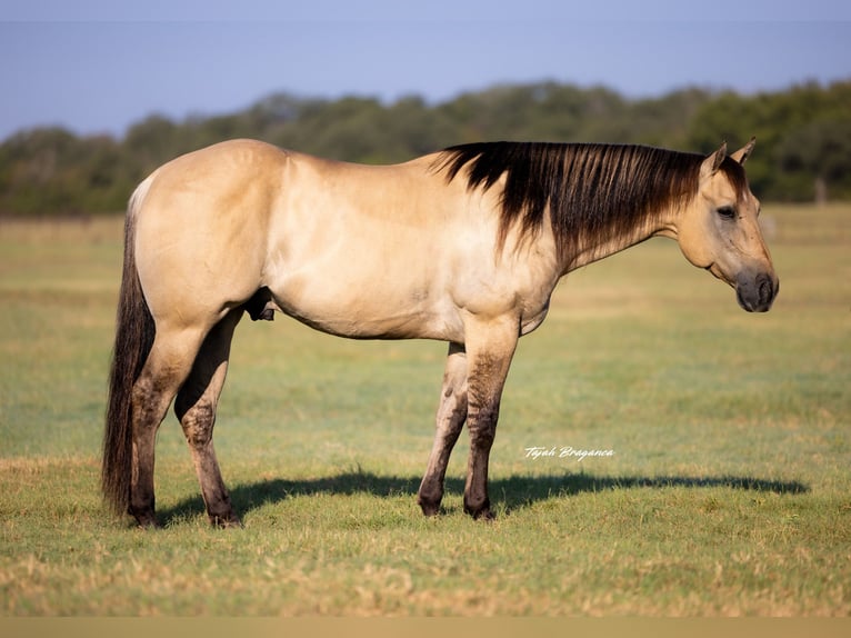 American Quarter Horse Gelding 5 years 15,1 hh Buckskin in Weatherford, TX