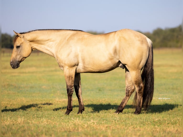 American Quarter Horse Gelding 5 years 15,1 hh Buckskin in Weatherford, TX