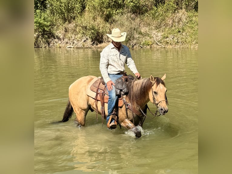 American Quarter Horse Gelding 5 years 15,1 hh Buckskin in Weatherford, TX