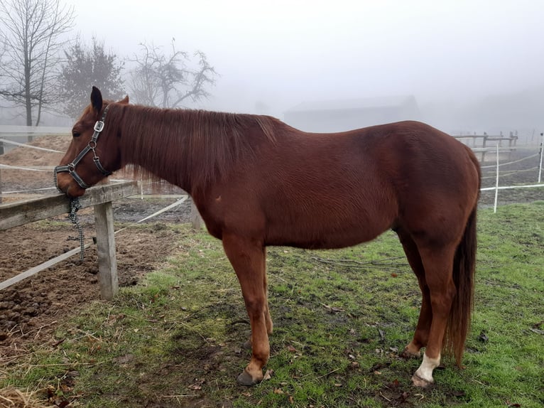 American Quarter Horse Mix Gelding 5 years 15,1 hh Chestnut in Suderburg