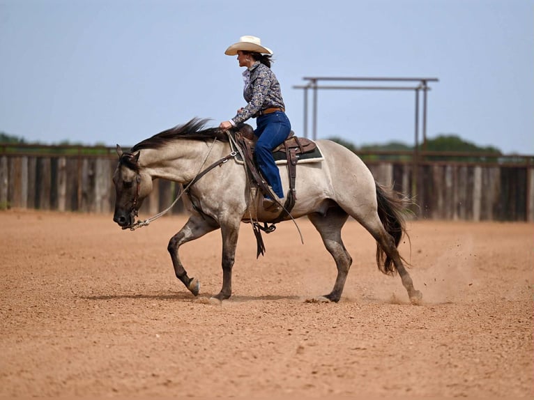 American Quarter Horse Gelding 5 years 15,1 hh Grullo in Waco, TX