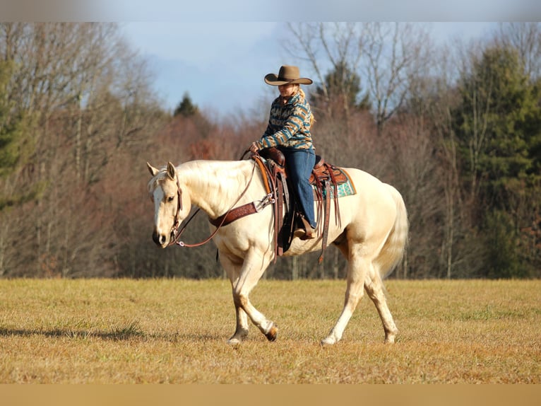 American Quarter Horse Gelding 5 years 15,1 hh Palomino in Clarion, PA