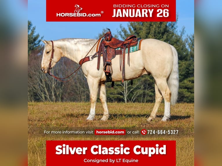 American Quarter Horse Gelding 5 years 15,1 hh Palomino in Clarion, PA