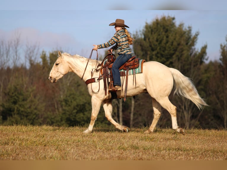 American Quarter Horse Gelding 5 years 15,1 hh Palomino in Clarion, PA
