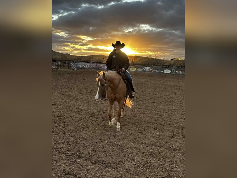 American Quarter Horse Gelding 5 years 15,1 hh Palomino in Mount Vernon