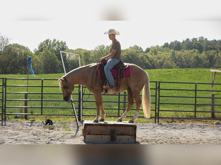 American Quarter Horse Gelding 5 years 15,1 hh Palomino in Fredericksburg