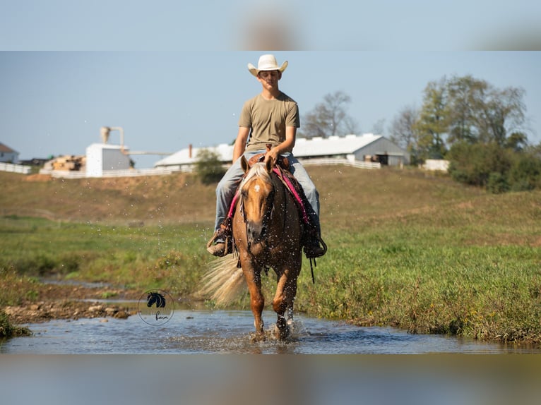 American Quarter Horse Gelding 5 years 15,1 hh Palomino in Fredericksburg