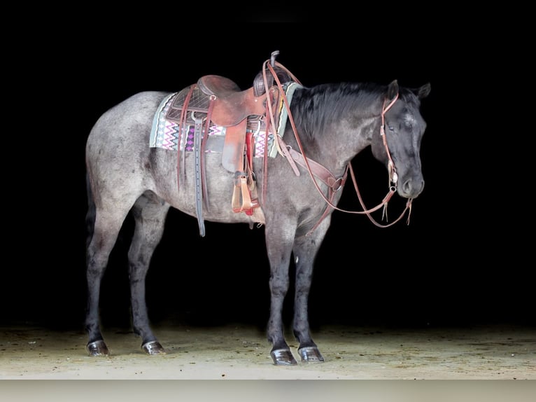 American Quarter Horse Gelding 5 years 15,1 hh Roan-Blue in Clarion