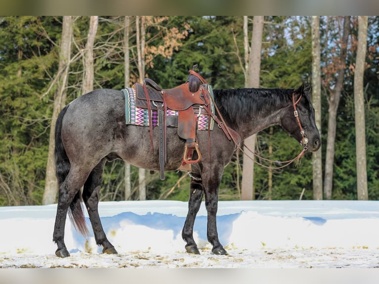 American Quarter Horse Gelding 5 years 15,1 hh Roan-Blue in Clarion