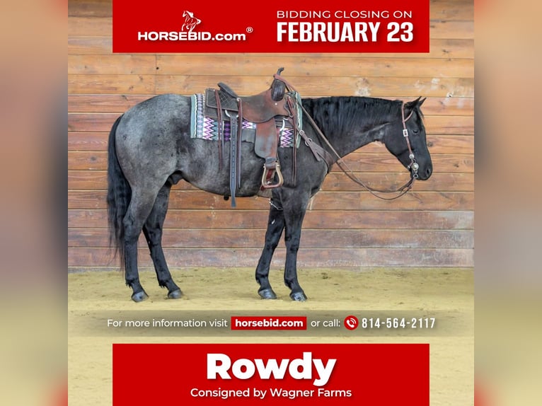 American Quarter Horse Gelding 5 years 15,1 hh Roan-Blue in Clarion