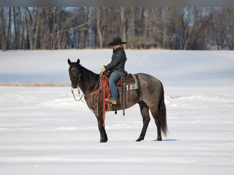American Quarter Horse Gelding 5 years 15,1 hh Roan-Blue in Clarion