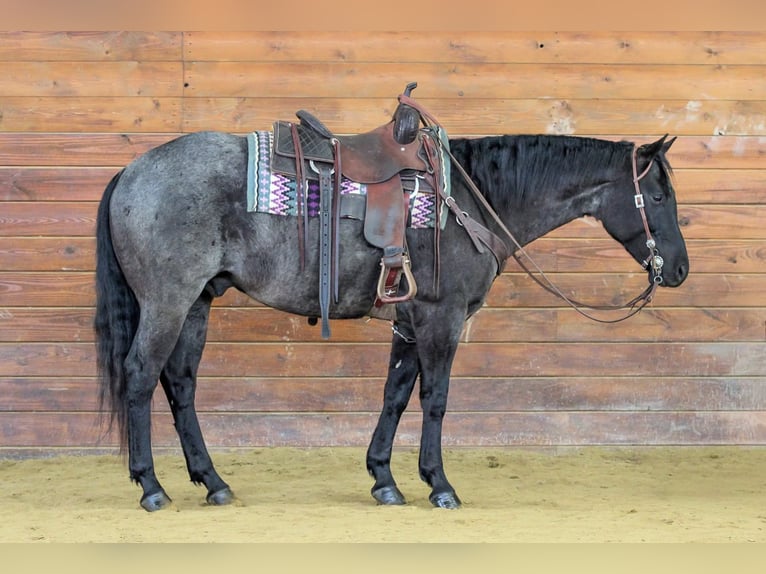 American Quarter Horse Gelding 5 years 15,1 hh Roan-Blue in Clarion