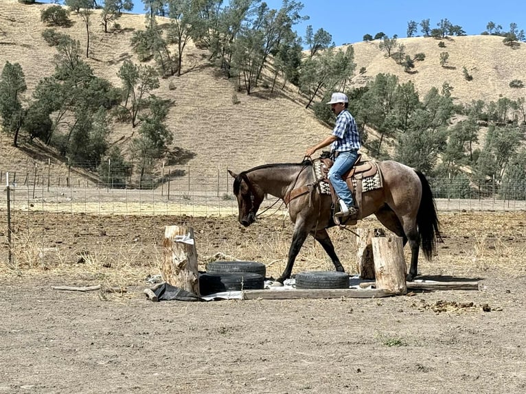 American Quarter Horse Gelding 5 years 15,1 hh Roan-Blue in Paicines, CA