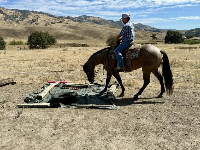 American Quarter Horse Gelding 5 years 15,1 hh Roan-Blue in Paicines, CA