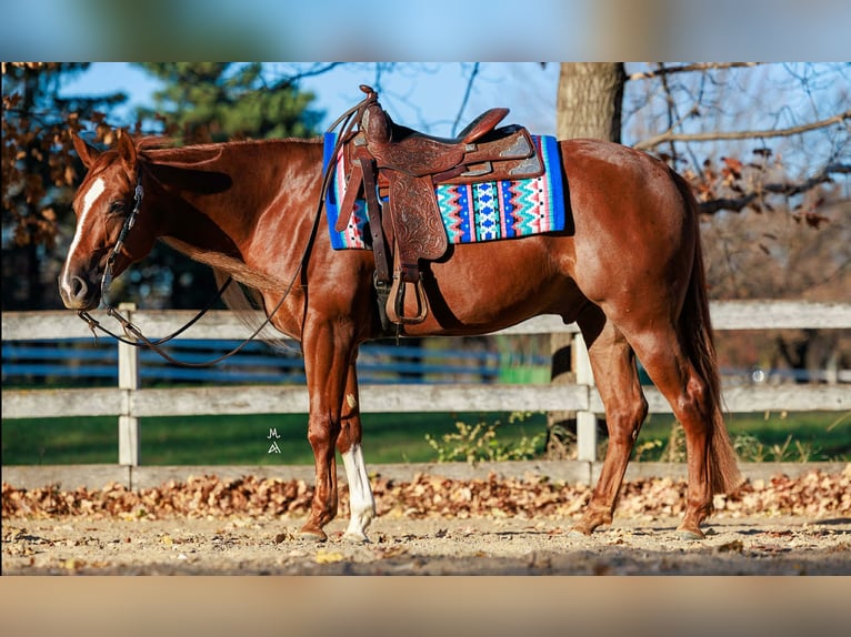 American Quarter Horse Gelding 5 years 15,1 hh Sorrel in River Falls