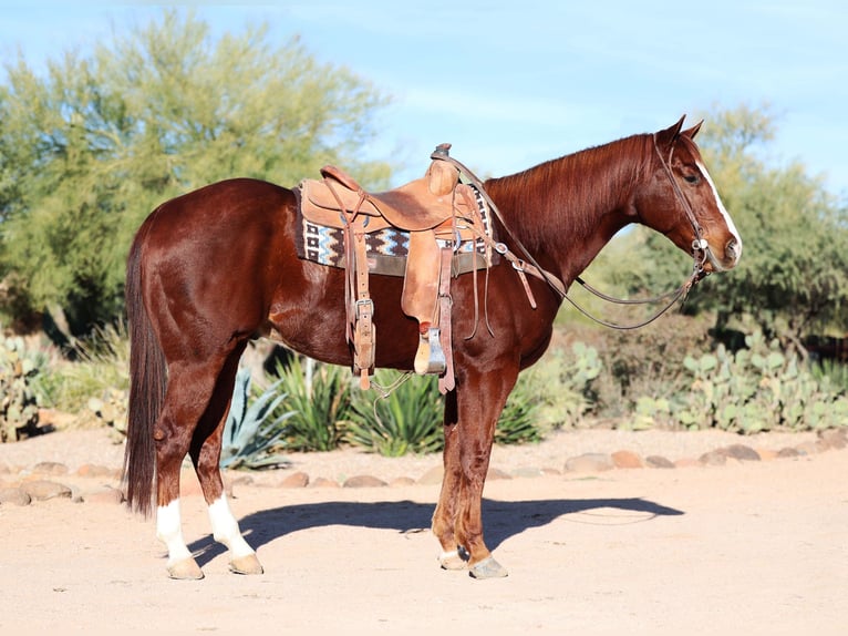 American Quarter Horse Gelding 5 years 15,1 hh Sorrel in Cave Creek