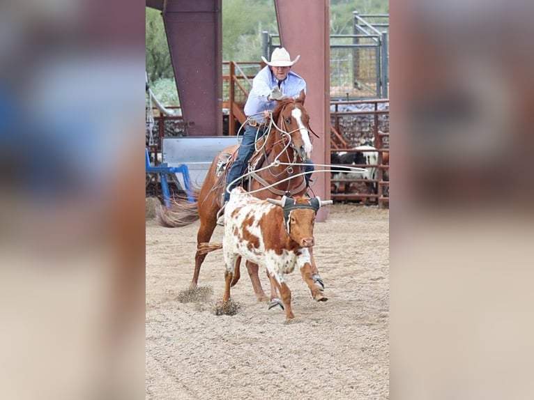 American Quarter Horse Gelding 5 years 15,1 hh Sorrel in Cave Creek