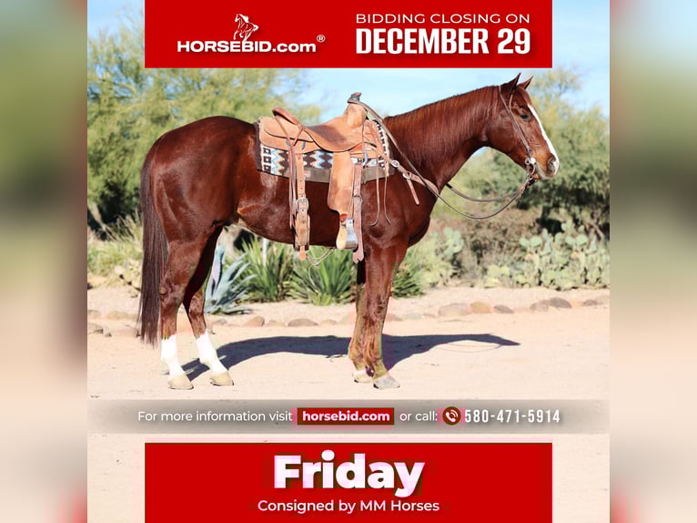 American Quarter Horse Gelding 5 years 15,1 hh Sorrel in Cave Creek