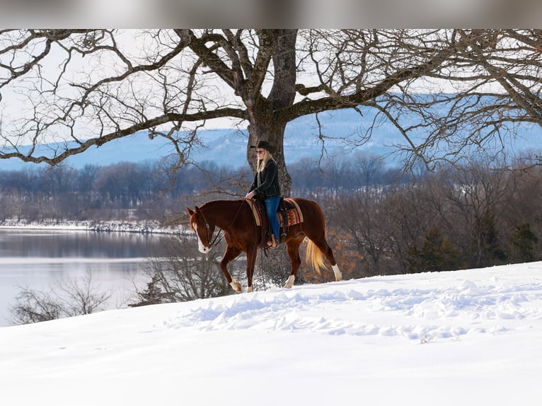 American Quarter Horse Gelding 5 years 15,1 hh Sorrel in Quitman