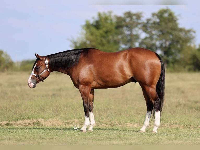 American Quarter Horse Gelding 5 years 15,2 hh Bay in Buffalo