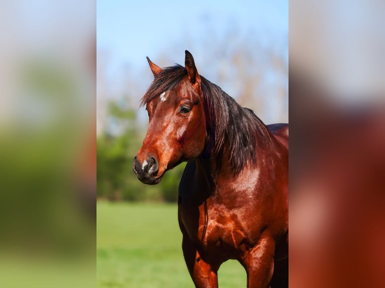 American Quarter Horse Gelding 5 years 15,2 hh Bay in Lyles