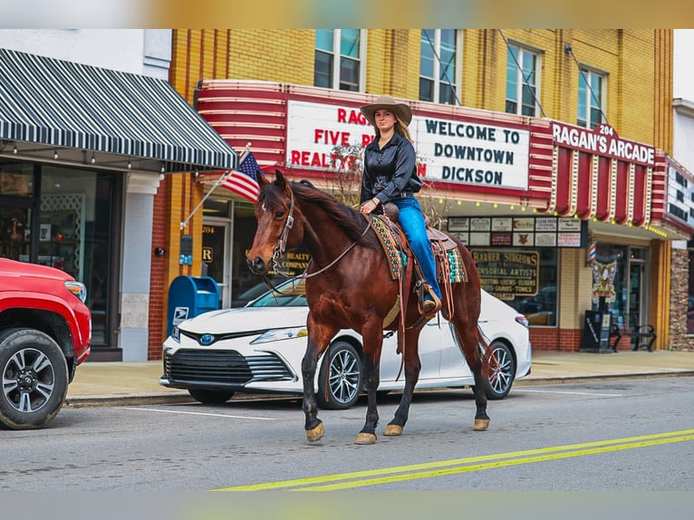 American Quarter Horse Gelding 5 years 15,2 hh Bay in Lyles