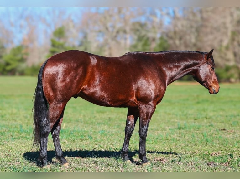 American Quarter Horse Gelding 5 years 15,2 hh Bay in Lyles
