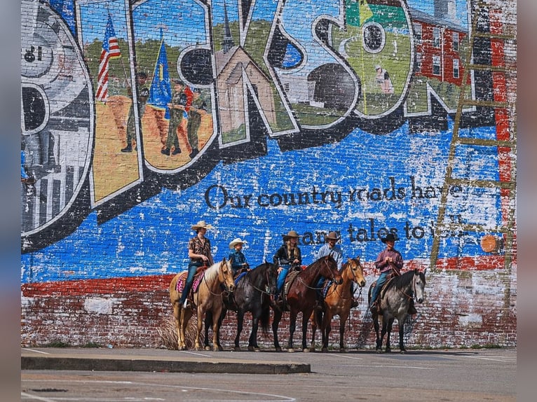 American Quarter Horse Gelding 5 years 15,2 hh Bay in Lyles