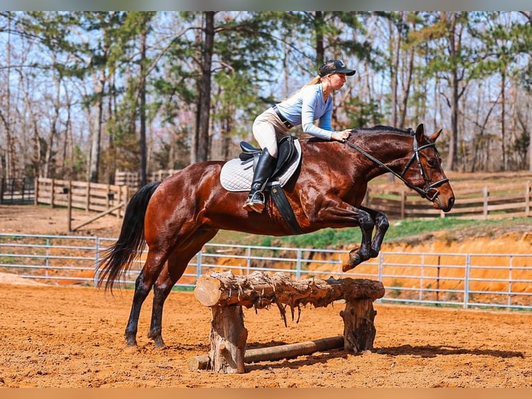 American Quarter Horse Gelding 5 years 15,2 hh Bay in Lyles