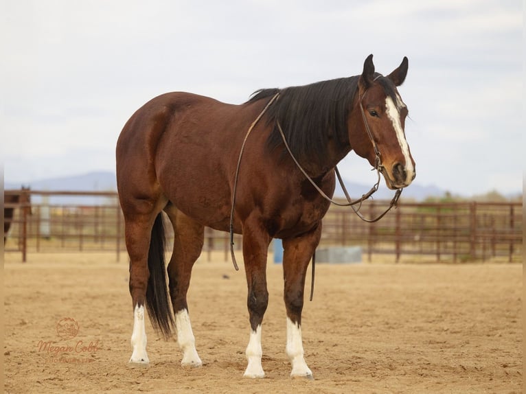 American Quarter Horse Gelding 5 years 15,2 hh Bay in Wickenburg