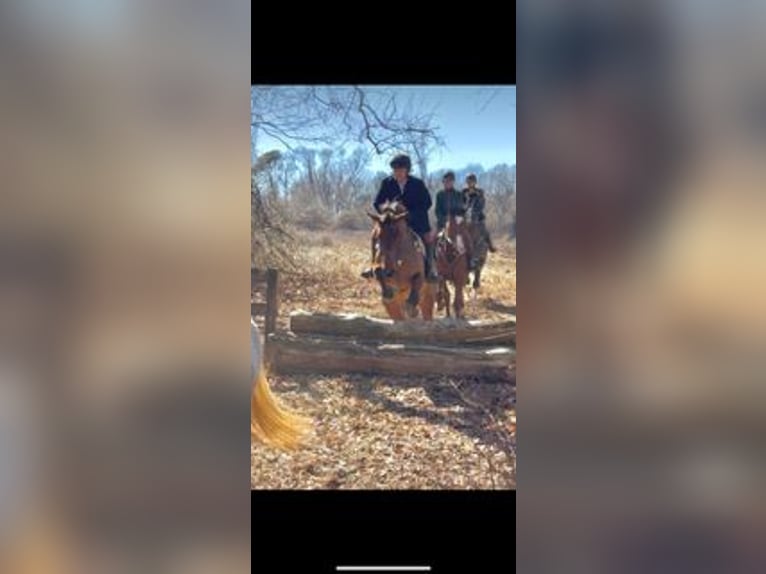American Quarter Horse Mix Gelding 5 years 15,2 hh Bay in Street, MD