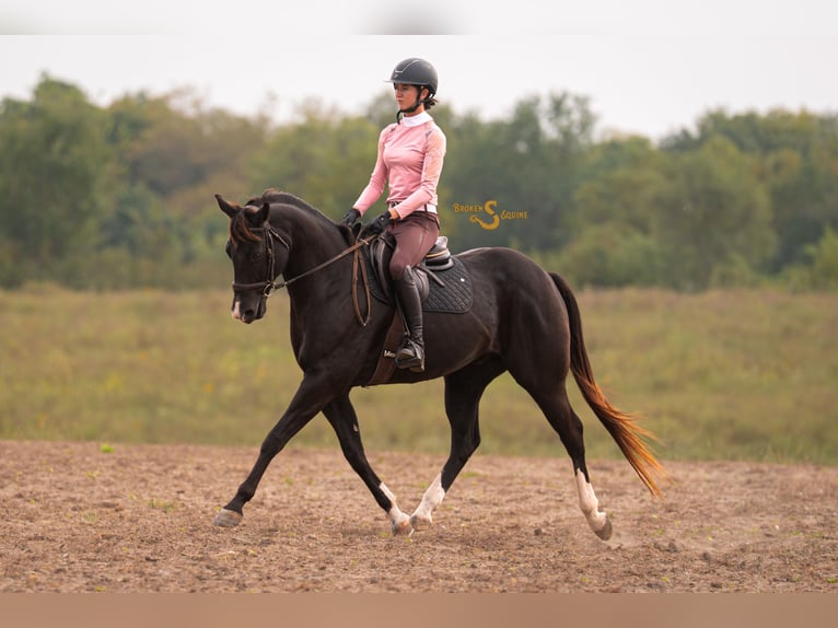 American Quarter Horse Gelding 5 years 15,2 hh Black in Bogard, MO