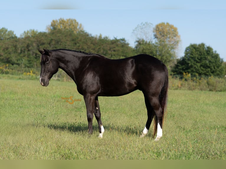 American Quarter Horse Gelding 5 years 15,2 hh Black in Bogard, MO